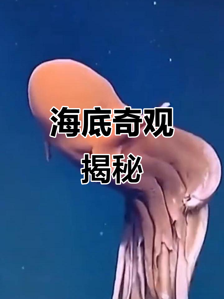 章鱼的秘密(章鱼的秘密第1集变身者)